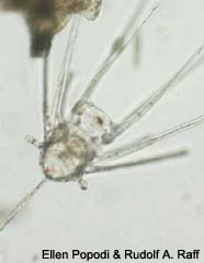 Image of pluteus larva