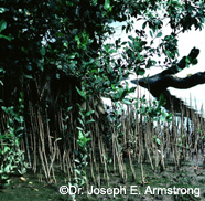 Image of mangrove pneumatophores