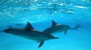 Photo of spinner dolphins