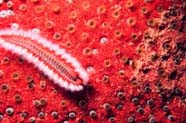 Image of a marine polychaete