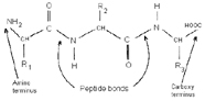 Graphic of polypeptide
