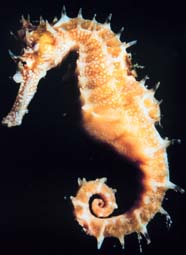 Image of a seahorse