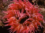 Image of a red sea anemone in a marine sanctuary
