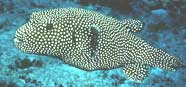 Photo of a guineafowl spotted puffer