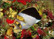Photo of yellow-crowned butterflyfish