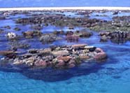 Image of reef lagoon and back reef zone