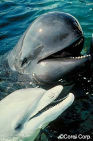 Image of two dolphin species
