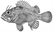 Illustration of the coral scorpionfish
