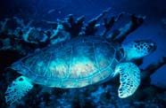 Image of a sea turtle