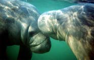 Image of two manatees