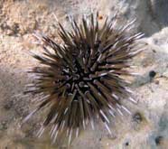 Photo of sea urchin