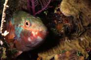 Image of secondary male Parrotfish