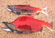 Image of male and female sockeye salmon
