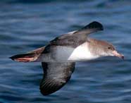 Photo of the pink-footed shearwater (Puffinus creatopus)