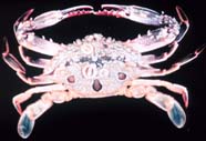 Image of a crab (dorsal side)
