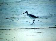 Photo of sand piper on a beach