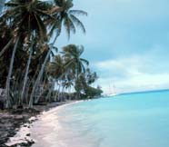 Image of tropical shoreline