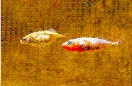 Photo of male and female three-spined stickleback
