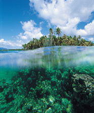 Image of coral, sea, and island