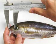 Image of fish snout being measured