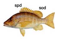 Graphic of snapper (side view)