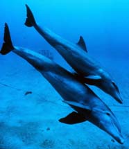 Image of bottlenose dolphins