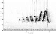 Image of a sonogram 