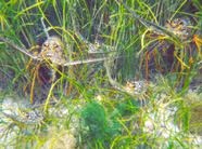 Image of spiny lobsters