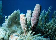 Image of tube sponges with sea fans