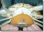 Photo of crab egg mass