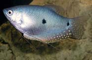 Image of three-spotted gourami