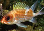 Photo of a squirrelfish