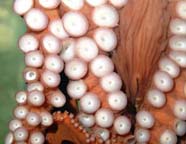 Image of octopus suckers