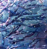 Photo of Needlefish feeding at surface