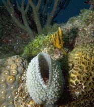 Image of sponge with coral