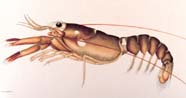 Graphic of juvenile lobster