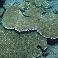 Image of <i>(Acropora)</i> coral