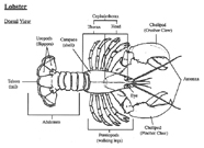 Graphic of lobster external structure