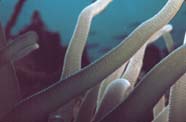Image of tentacles of sea anemone