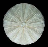 Image of sea urchin test