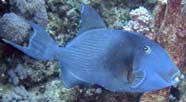 Photo of blue triggerfish