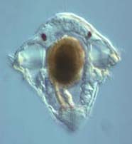 Image of trocophore larva