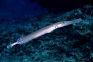 Photo of trumpetfish