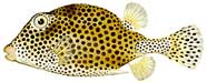 Image of spotted trunkfish