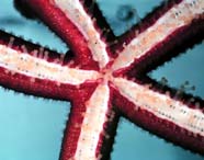 Image of starfish tube feet