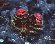 Photo of the Christmas tree tube worm