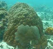 Photo of a coral (Porites lutea) with a tumor