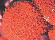Image of orange tunicate