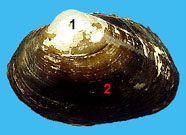 Image of bivalve shell