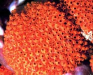 Image of orange tunicate